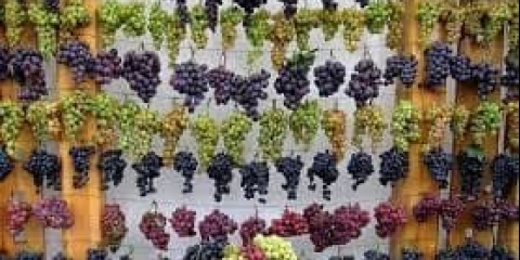 Vrste grožđa - kako prepoznati i prepoznati sortu po izgledu